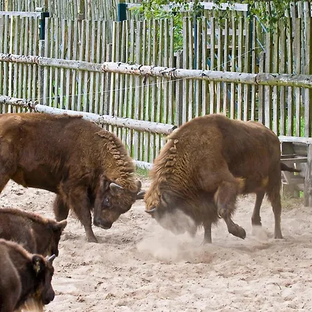 Maribell Daire Jabel